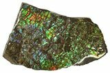 Brilliant Ammolite (Fossil Ammonite Shell) - Alberta, Canada #207210-1